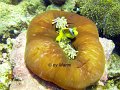 anemonefish1