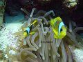 anemonefish2
