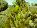 anemonefish3