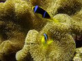 anemonefish4