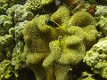 anemonefish5