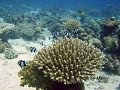 coral-and-damselfish